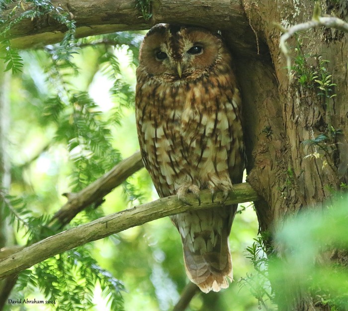 Tawny Owl 