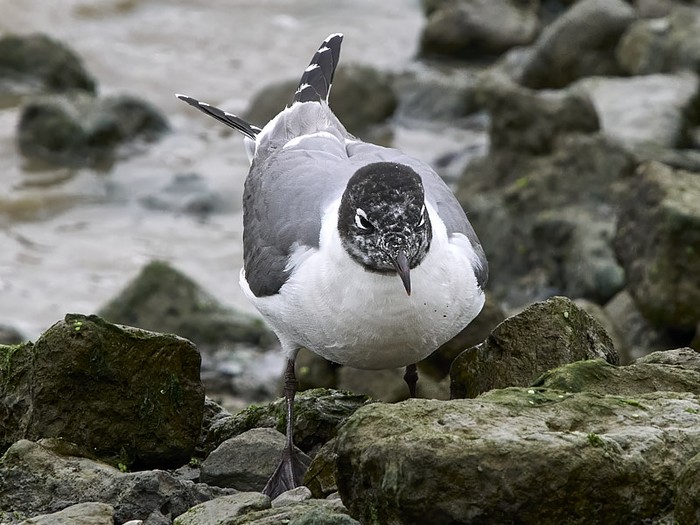 Franklin's Gull