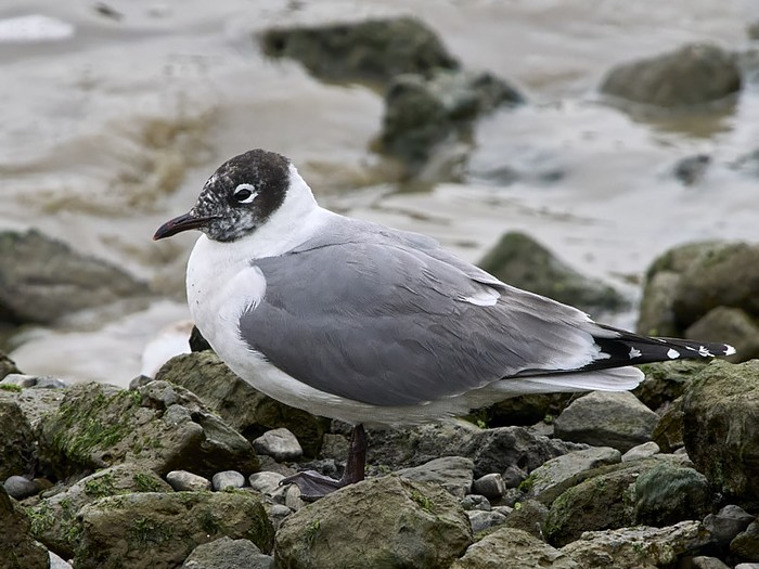 Franklin's Gull