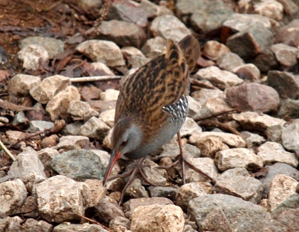 Water Rail