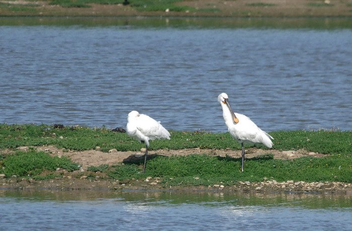Spoonbill