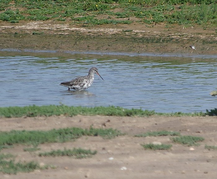 Spotted Redshank