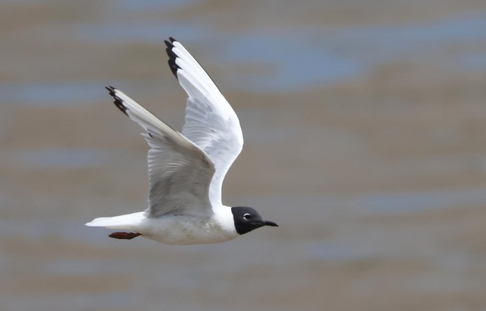 Bonaparte's Gull