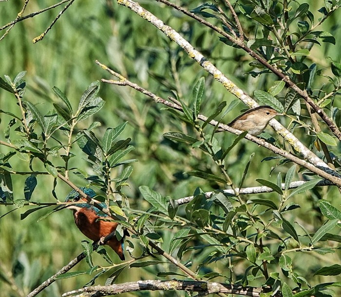 Kingfisher
