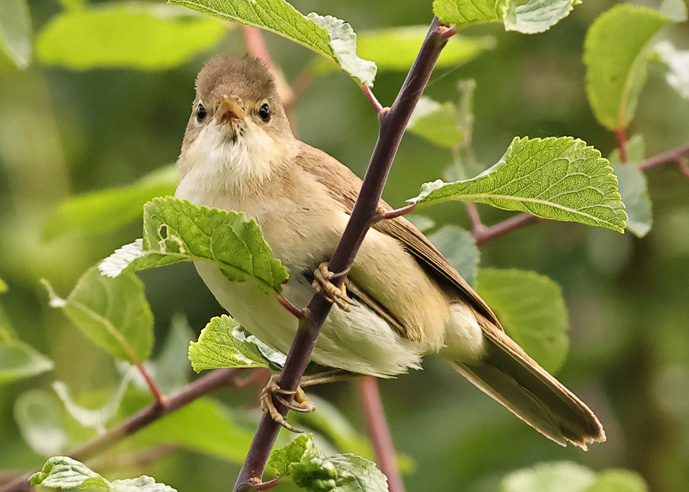 Reed Warbler