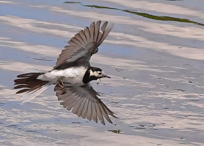 Pied Wagtail