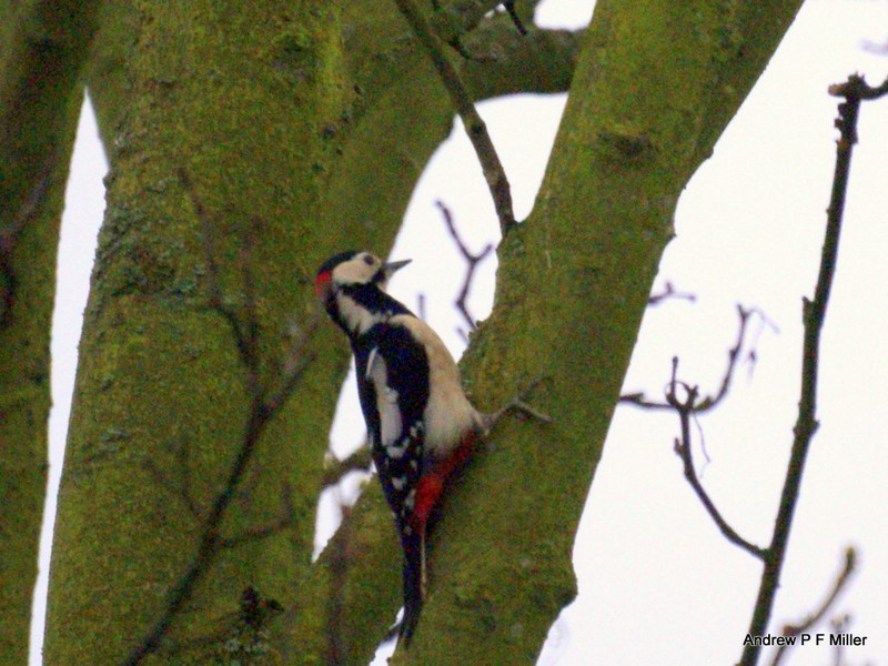 Great Spotted Woodpecker