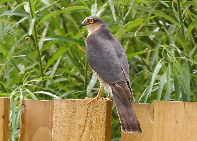 Sparrowhawk