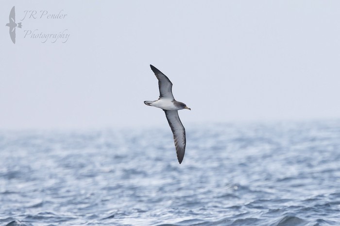 Cory's Shearwater