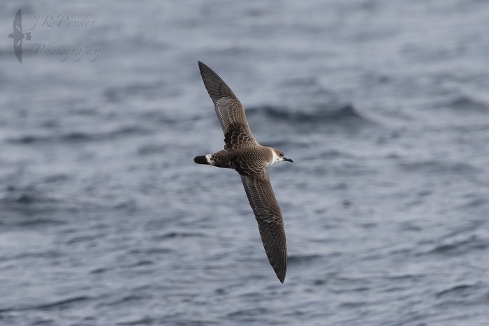 Great Shearwater