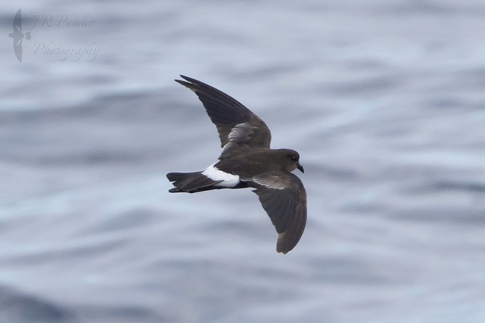 Wilson's Petrel