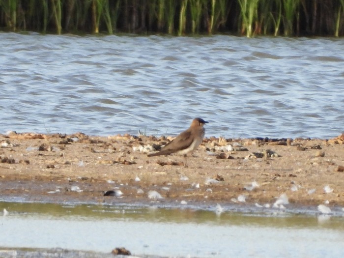 Black-winged Pratincole