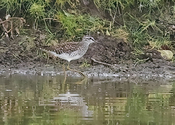 Wood Sandpiper