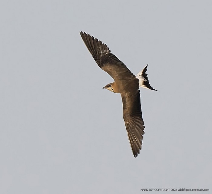 Black-winged Pratincole