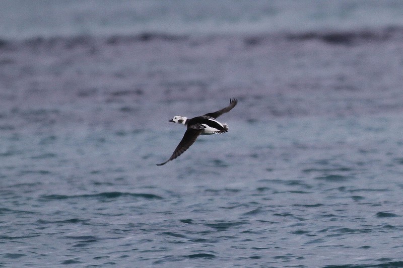Long-tailed Duck