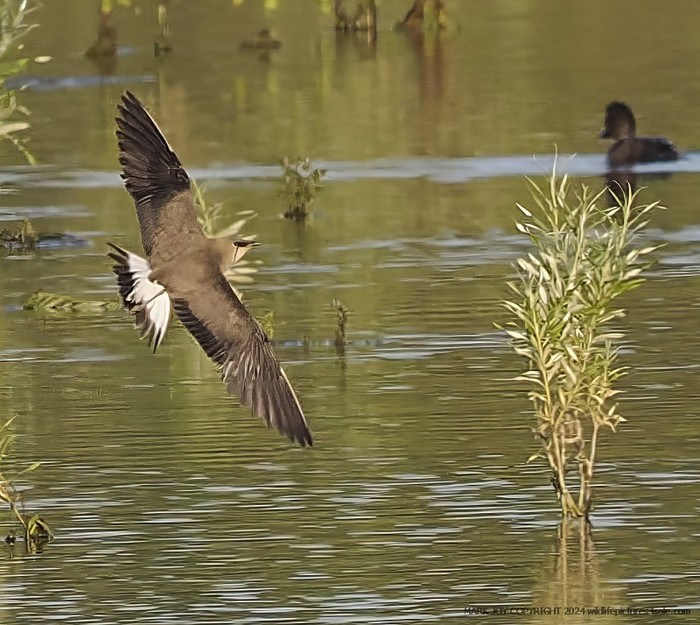 Black-winged Pratincole