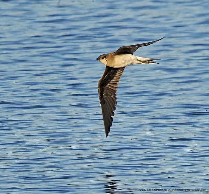 Black-winged Pratincole