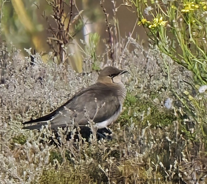 Black-winged Pratincole