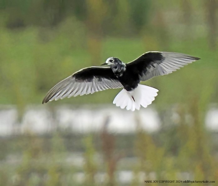 White-winged Black Tern