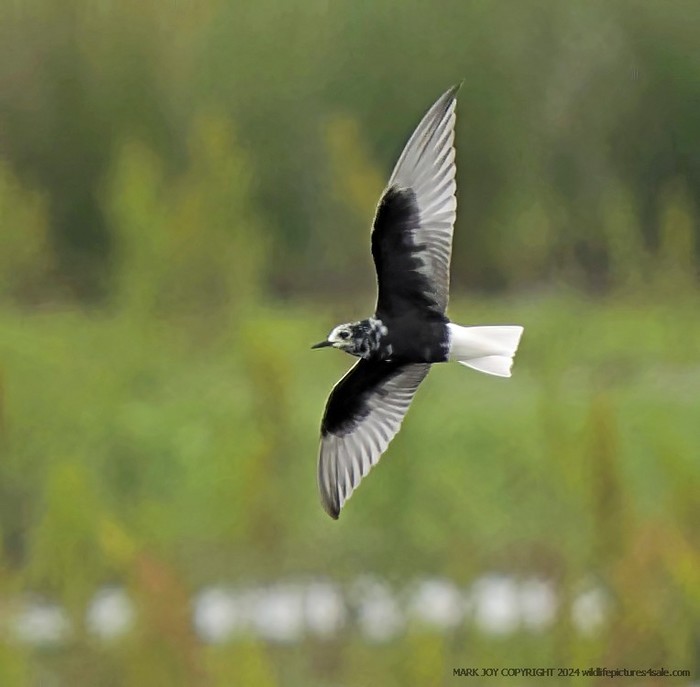 White-winged Black Tern
