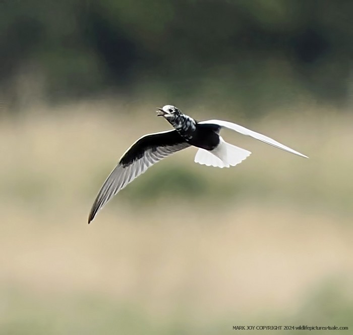White-winged Black Tern