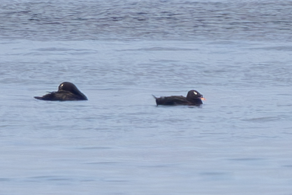 Stejneger's Scoter