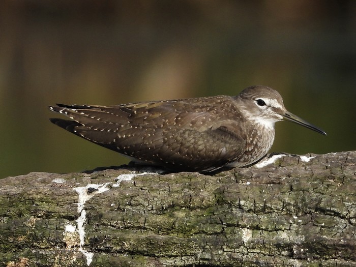 Green Sandpiper