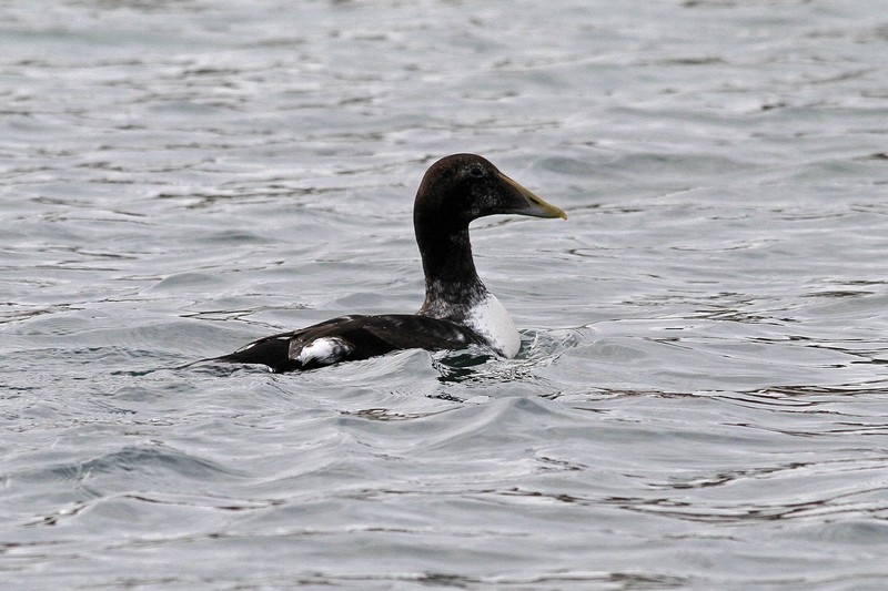 Eider