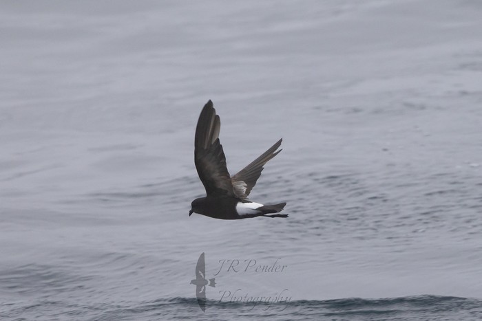 Wilson's Petrel
