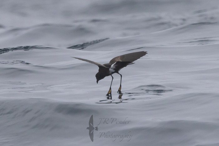 Wilson's Petrel