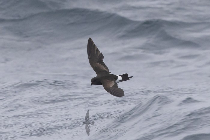 Wilson's Petrel