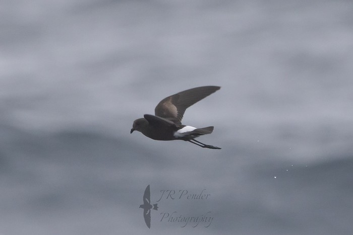 Wilson's Petrel