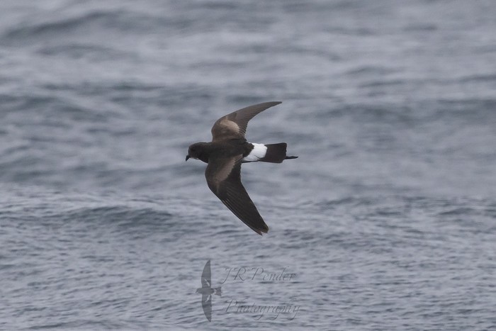 Wilson's Petrel