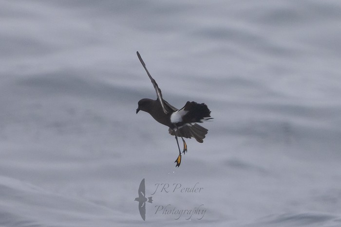 Wilson's Petrel