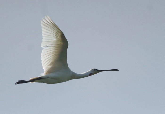 Spoonbill