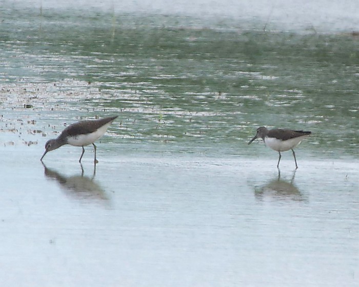 Green Sandpiper