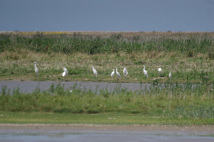 Great White Egret