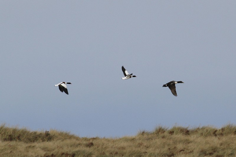 Eider