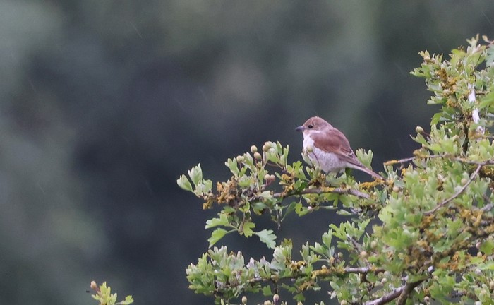 Red-backed Shrike