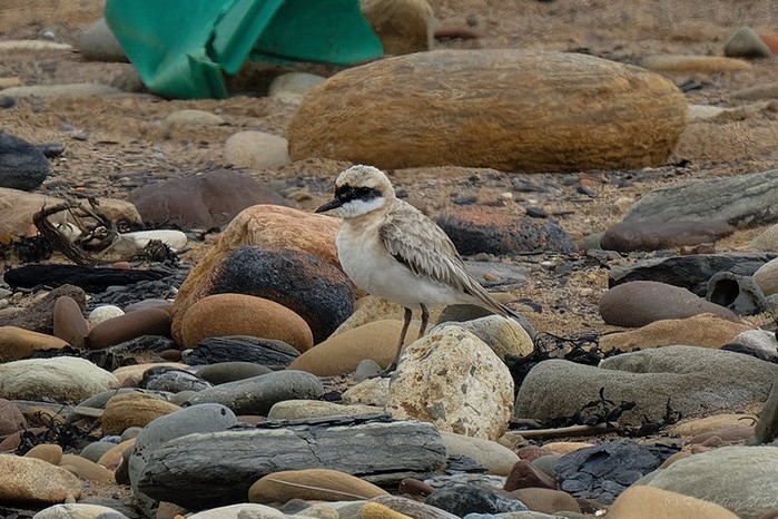 Greater Sand Plover