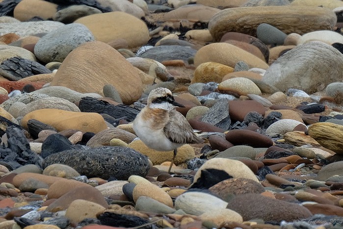 Greater Sand Plover