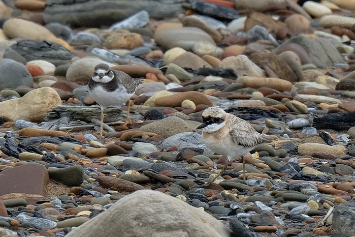 Greater Sand Plover