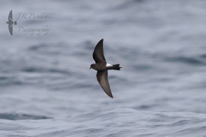 Wilson's Petrel