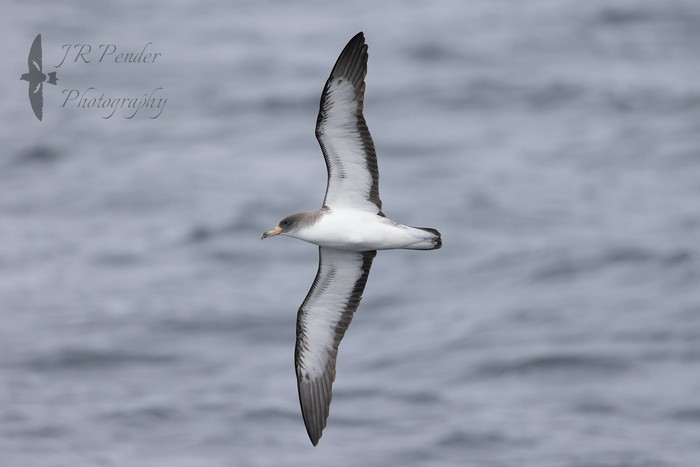 Cory's Shearwater