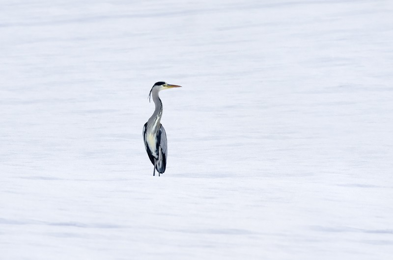 Grey Heron 