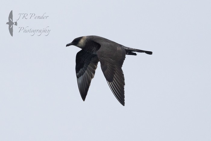 Pomarine Skua