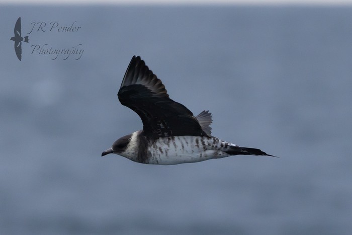 Arctic Skua