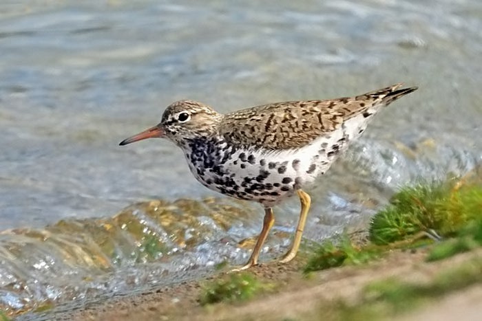 Spotted Sandpiper