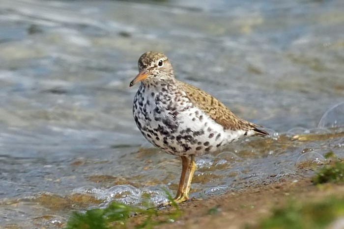 Spotted Sandpiper