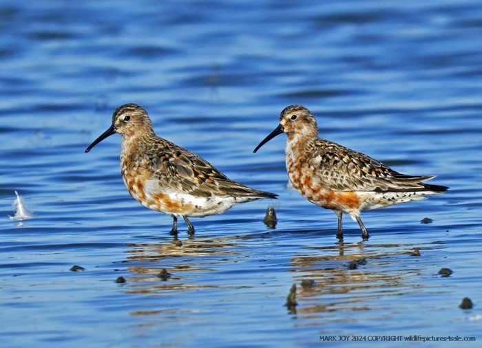 Curlew Sandpiper